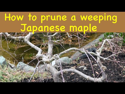 How To Prune A Japanese Maple, Weeping Variety