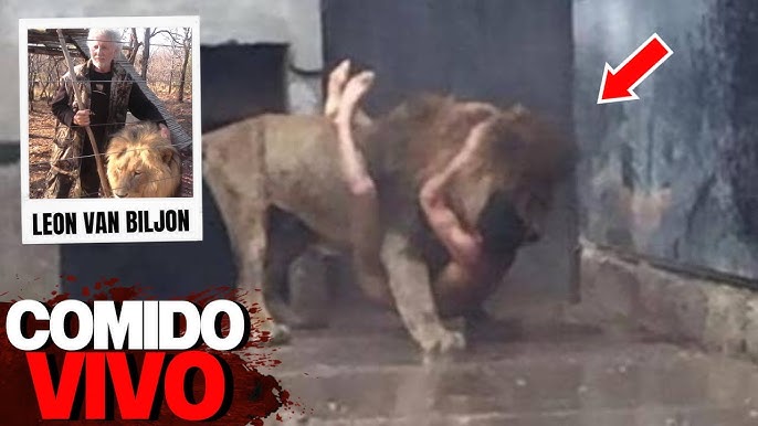 Momentos de terror: tigre crava os dentes no pescoço de domador - Hora 7 -  R7 Hora 7