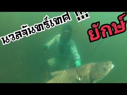 ดำน้ำยิงปลานวลจันทร์เทศยักษ์