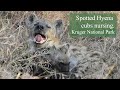 Two Spotted Hyena cubs nursing in Kruger National Park