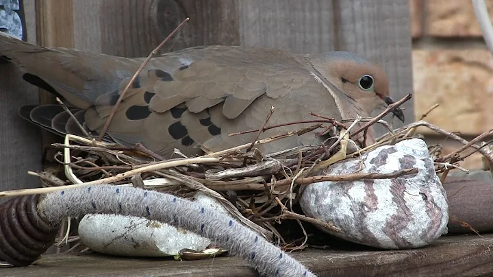 Mourning Doves Building a Nest