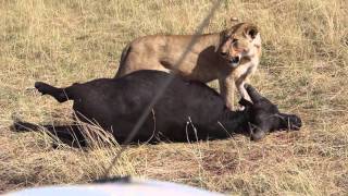 Lions Hunting at Kenya Masai Mara Forest safari video shot by me