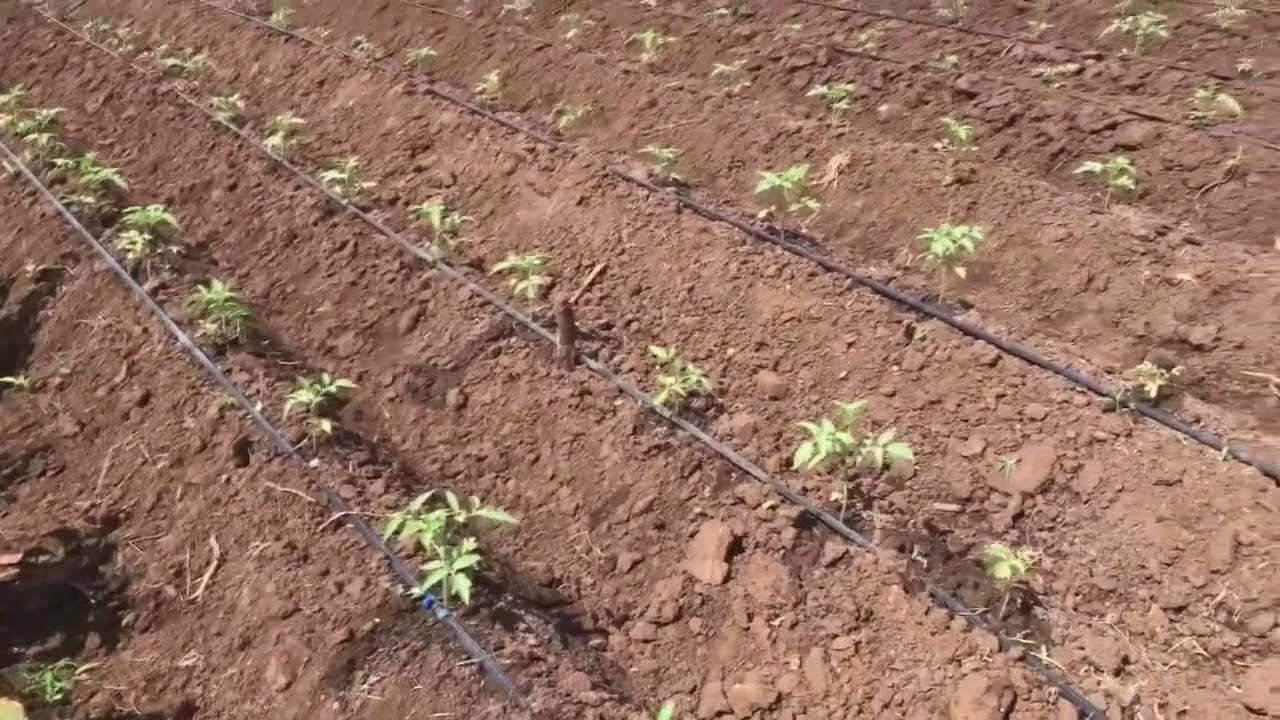 zijue mbolea za muhimu kwa zao la nyanya