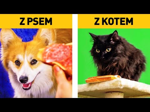 Wideo: Czy Koty I Psy Mogą żyć Razem W Pokoju?