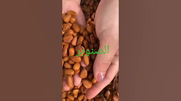 شاهد الصنوبر شجرة الصنوبر اسامةالقصار الشيف باعشن 