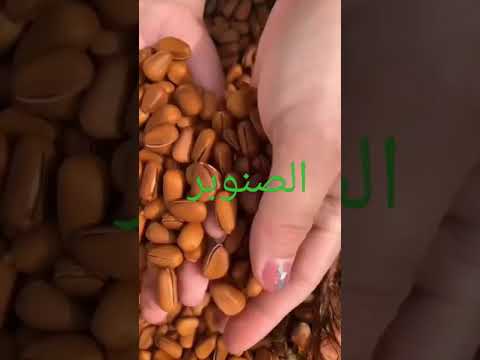 فيديو: ما هي موطن شجرة الصنوبر؟