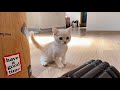 初めて家に来た生後2ヶ月の子猫がかわいすぎました…【むぎまる編】