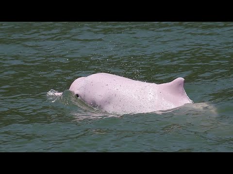 Rare dolphins return to Hong Kong