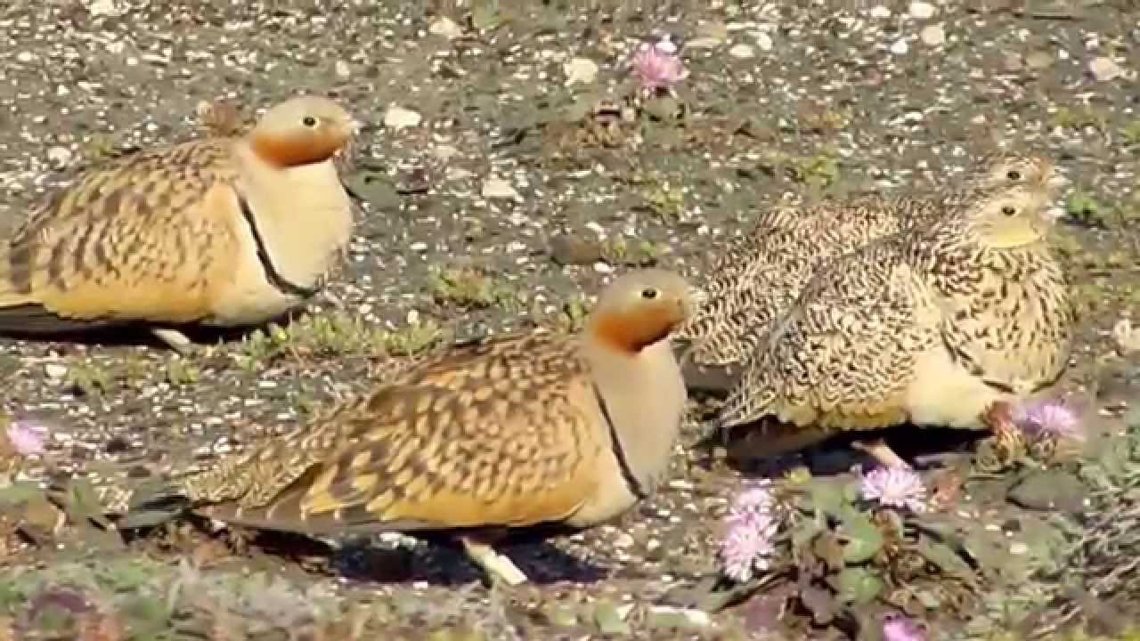 Black-bellied sandgrouse (Pterocles orientalis) Πουρτάλλες - Cyprus