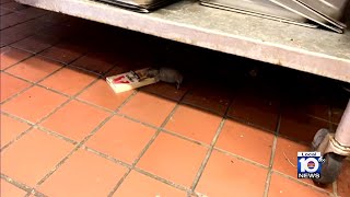 Dirty Dining: Employee photographs dead rat inside Lauderhill catering business