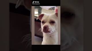 Il Cane Che Sa Twerkare. I Cani Sono Degli Amori