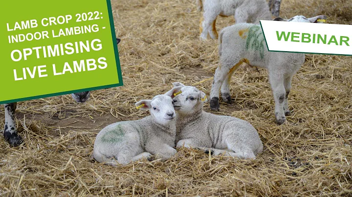 Lamb Crop 2022: Part 1 - Indoor lambing – Optimising live lambs