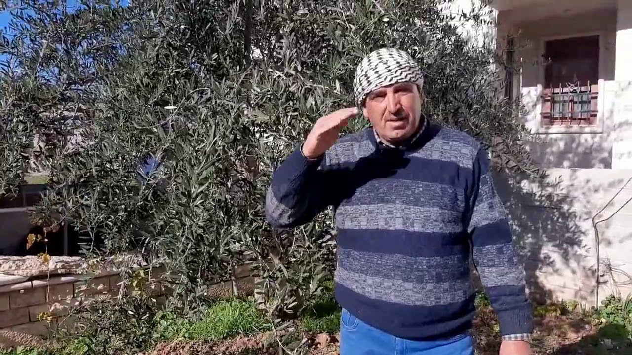 K18 زيتون برنيع .     Barnea Olive K18