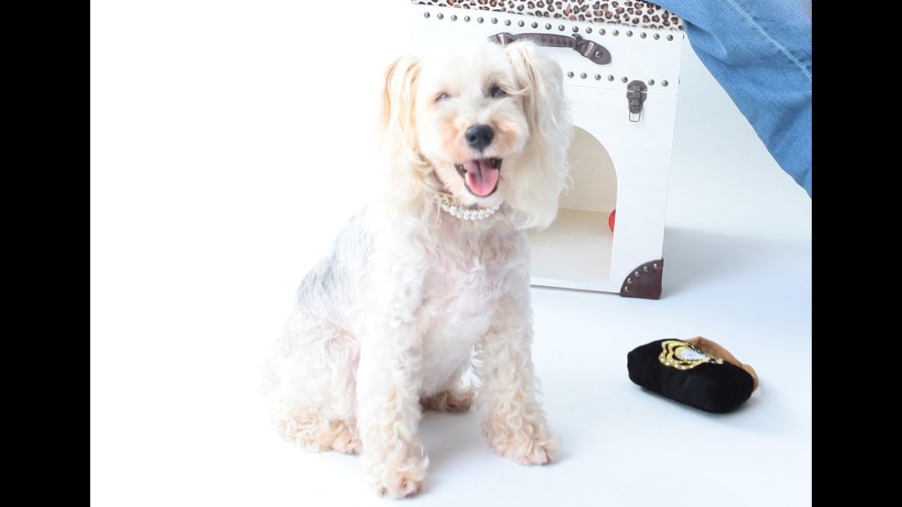 ドッグジュエリー～愛犬へ贈るエレガントな本真珠3連ネックレス～