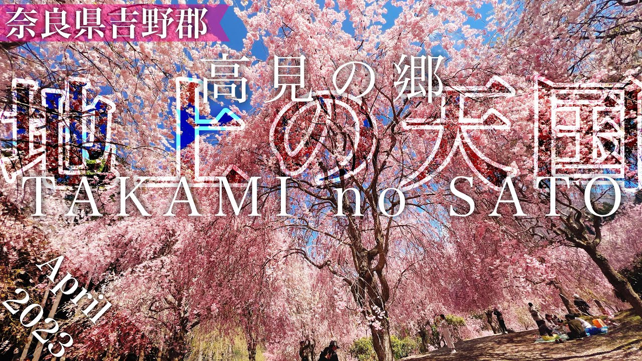 【奈良県吉野郡】天空の庭 高見の郷【1000本の枝垂れ桜】