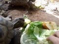 Que comen las tortugas???