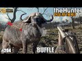 Thehunter call of the wild gameplay 204 une nouvelle chasse aux buffles sur parque fernando 2023