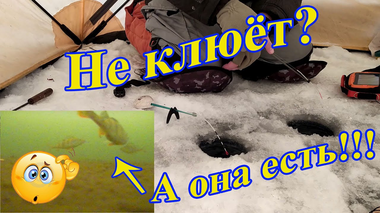 Когда рыба не клюет. Взгляд из подо льда - YouTube