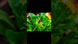 Flower Buds Photography Tutorial #tutorial #shorts #viralshorts