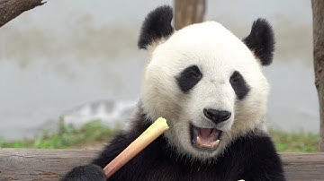 How does giant panda