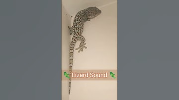 Thumbnail of Lizard Sound Effect | Gecko Sound #shorts