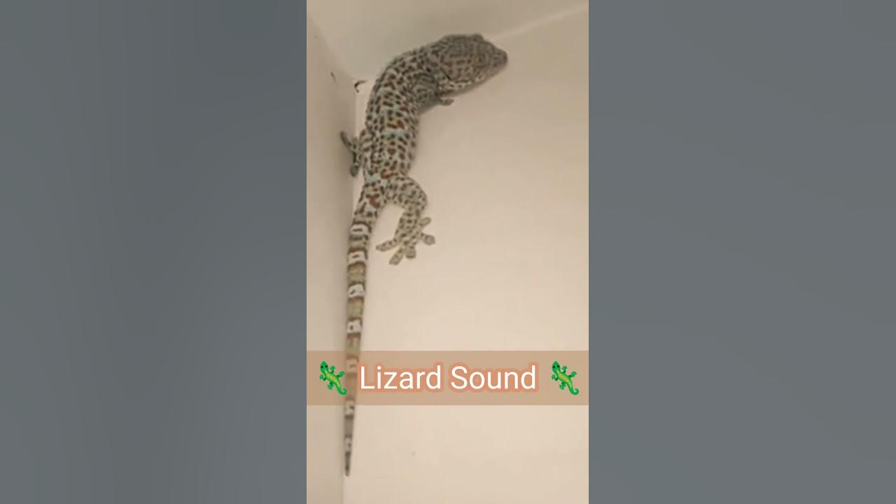 Lizard Sound Effect | Gecko Sound #shorts
