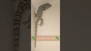 Lizard Sound Effect | Gecko Sound #shorts