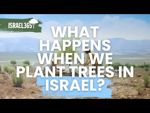 What Happens When You Plant Trees In Israel?