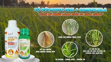Bộ đôi Mapix và Combiplus kích rễ nhiều lông , chồi to thân cứng . Liên hệ mua hàng 0986.567.098