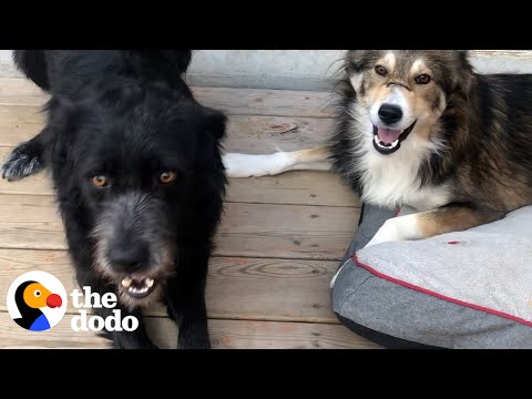 These Dogs Are Proof Miracles Exist | The Dodo Faith = Restored