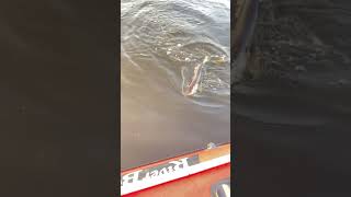 Щука на спиннинг #fishing #fishpike #ловлянаспиннинг