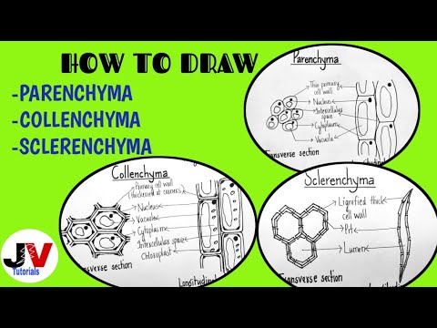 Video: Rozdíl Mezi Chlorenchyma A Aerenchyma
