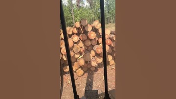 pile of pine #pine #logging #tigercat
