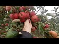 Урожай яблони 2021 г. (четвёртая вегетация насаждений)