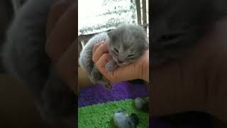 2 Weeks old Persian Siamese kitten