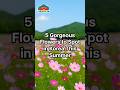 5 Gorgeous Flowers to Spot in Korea This Summer #korea #summerinkorea #flowers #fyp #shorts