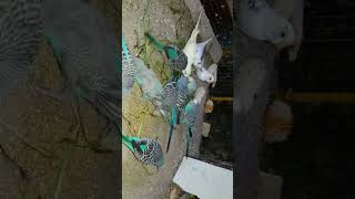 Australian Budgies #Viral #Shorts