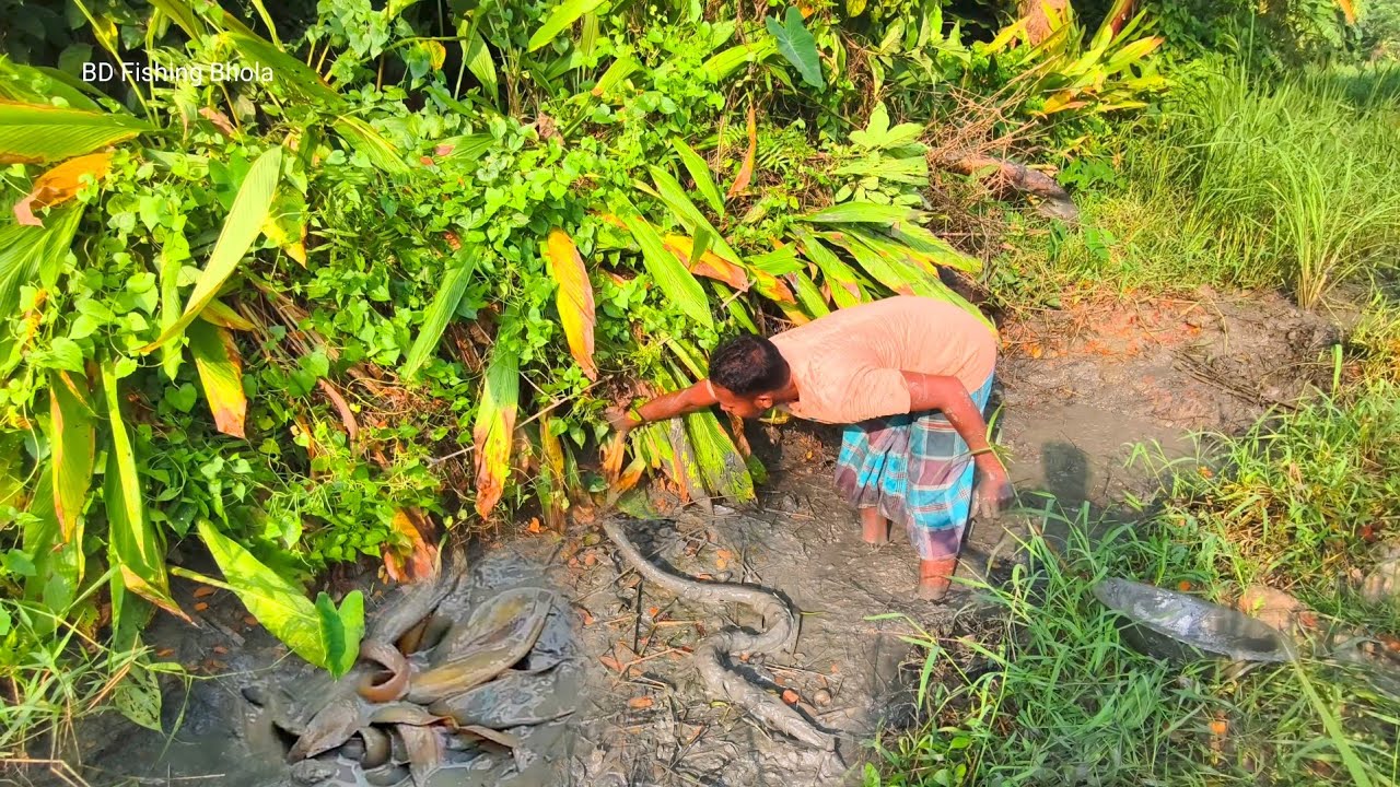 সাপের জঙ্গলের পাশে ডোবা শুকিয়ে দেশি মাছের সাথে বি'ষাক্ত সাপ ধরা || Amazing Fishing Video 