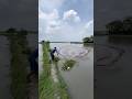 Huge Fish Catching With Cast Net#riverfishing #bigfish #netfishing #fishingvideo #viralshorts