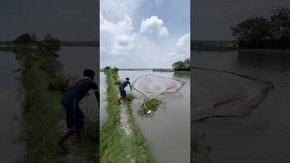 Huge Fish Catching With Cast Net#riverfishing #bigfish #netfishing #fishingvideo #viralshorts