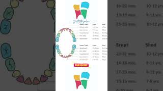 Teeth Eruption and Shedding Time. | #shorts #dentalshorts