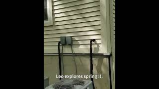 Leo Explores Spring !!! Snow Is Gone !!!