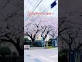Spring in 🌸🇯🇵 #shortsfeed #shortsviral #shortsvideo #short #shortsyoutube