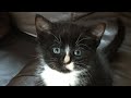 Cute Kittens to Cats  - Gel Essentials Security Team - a light hearted change from Nails