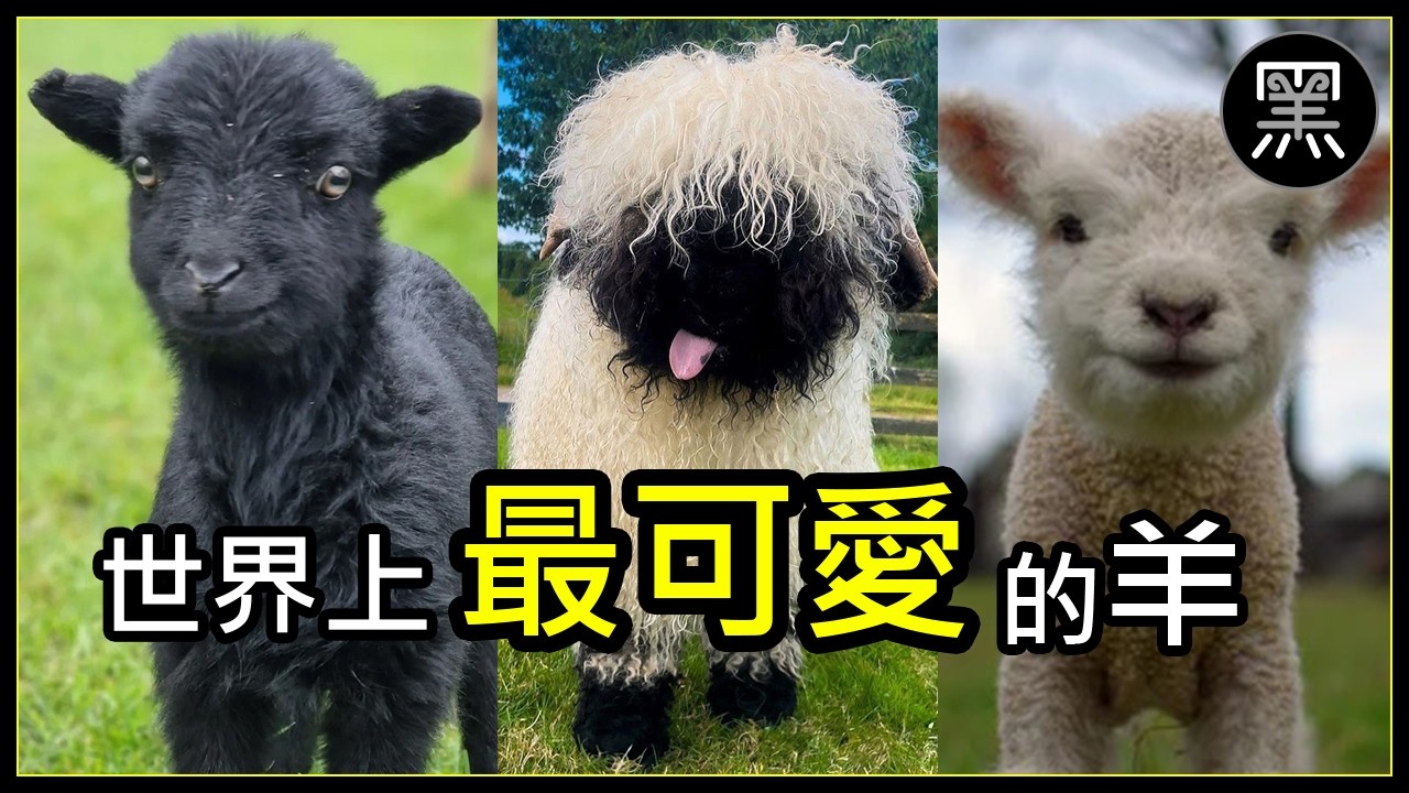 甚麼是「黑羊」(Black Sheep)？號稱世界上最可愛的羊是怎樣的？甚麼不明症狀可以為羊頒發證書，還令牠廣受歡迎？[繁體字幕]｜世界趣聞 ...