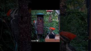 Pair Of Pileated Woodpeckers Peck Away At Cornell Feeders