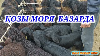 ҚОШҚАР, ҚОЙ , ҚОЗЫЛАР  БАҒАСЫ САРЫАҒАШ МАЛ БАЗАРЫ | САРЫАҒАШ МАЛ БАЗАРЫ