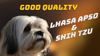 BEST LHASA APSO & SITZU DOG KENNEL WITH HUGE COLLECTION | SANTU DA ( 8777246123 / 9073551093 )