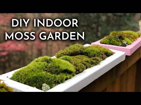 How To Grow Indoor Live Moss Garden | Where To Find Moss + Moss Care Tips | DIY Moss Tray