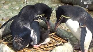 かんさいアニマルズ　ミナミイワトビペンギンの赤ちゃん（大阪・海遊館）